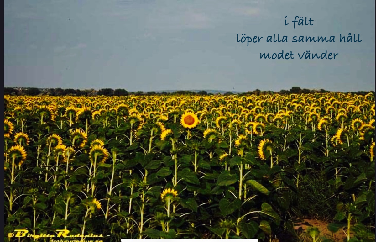 © Birgitta Rudenius