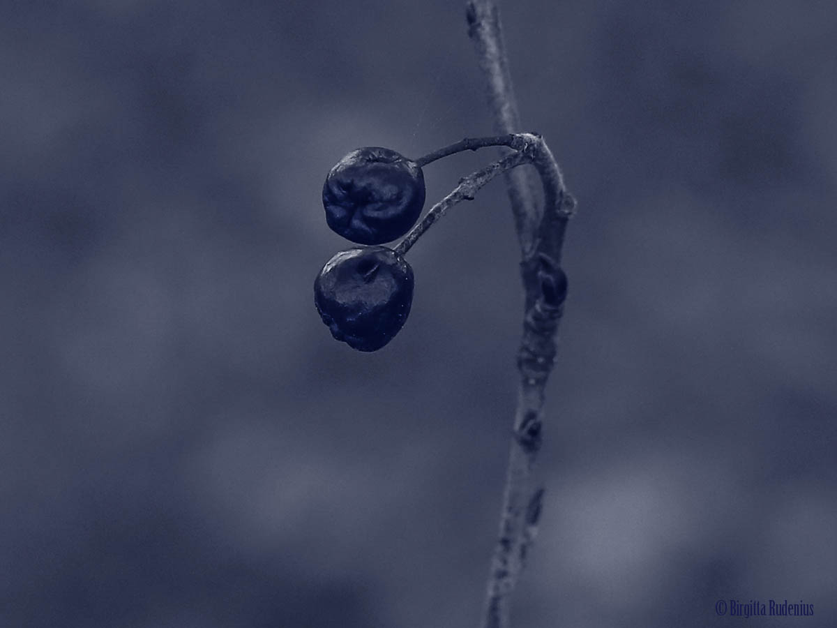 Blue - The Two Souls ©BirgittaRudenius