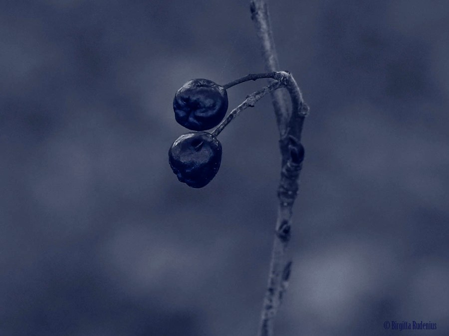 Blue - The Two Souls