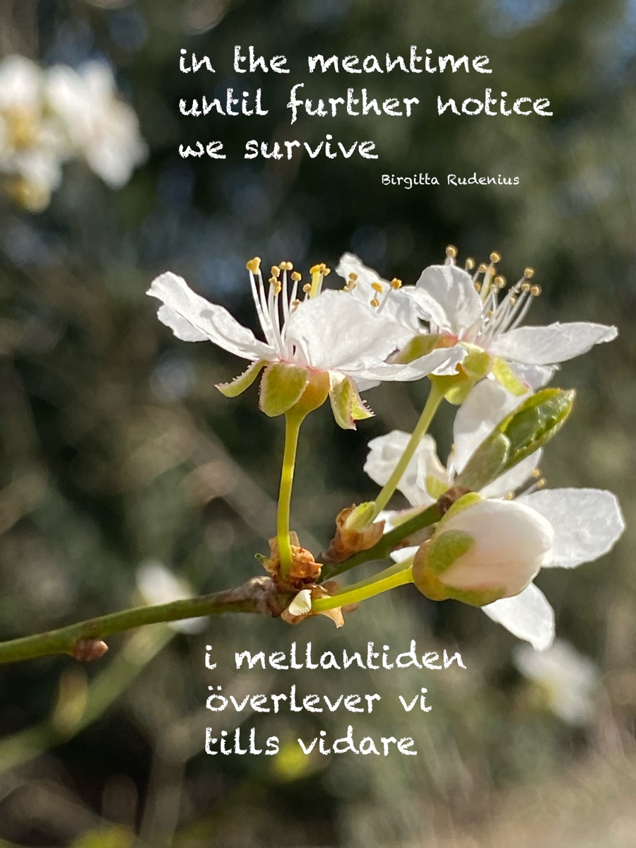 © Birgitta Rudenius