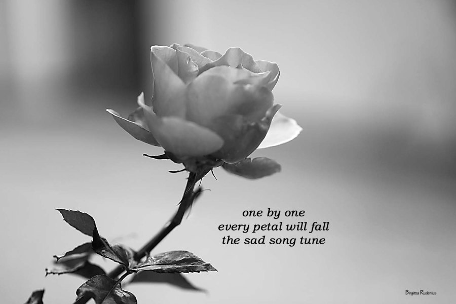 Pics & Poetry © Birgitta Rudenius