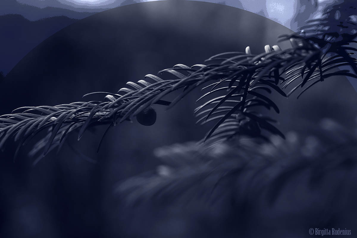 Blue - The Great Tiny ©BirgittaRudenius