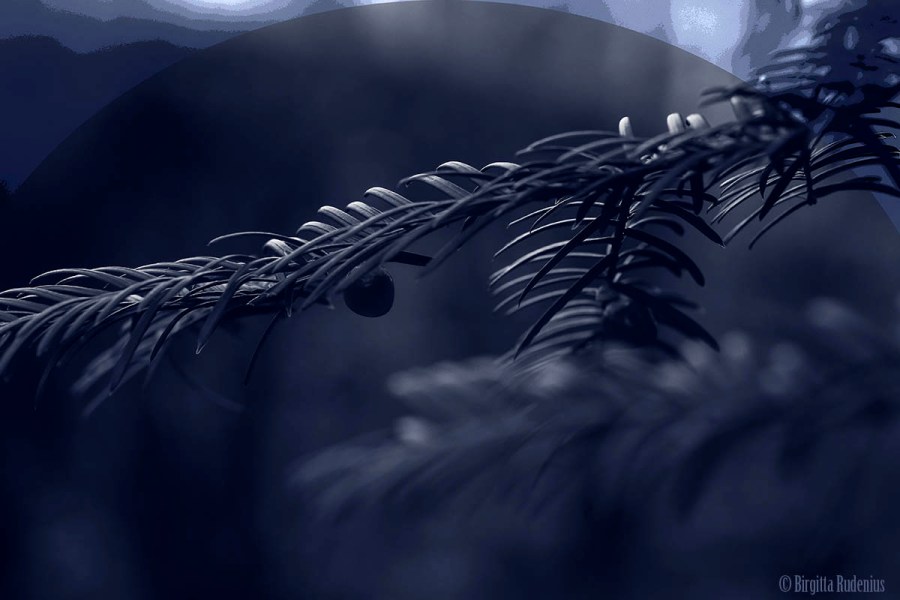 Blue - The Great Tiny