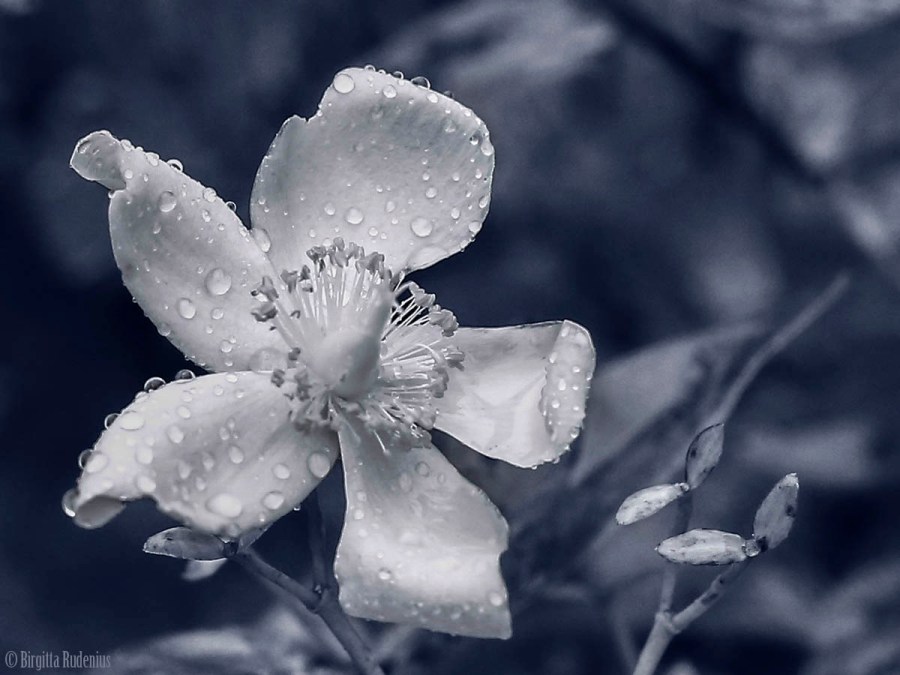 Blue Flower Rain Drops