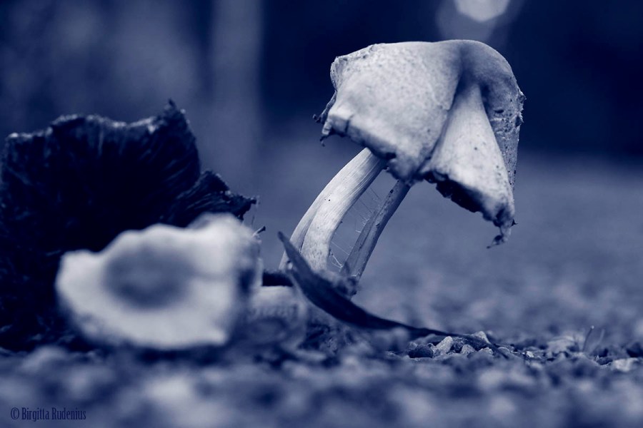 Blue Mushroom Still Standing