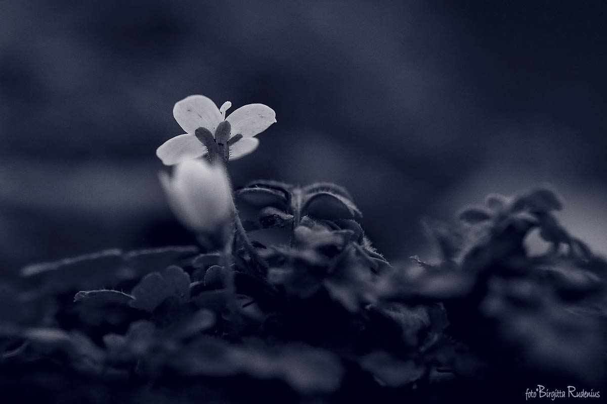 Blue - That's me! ©BirgittaRudenius