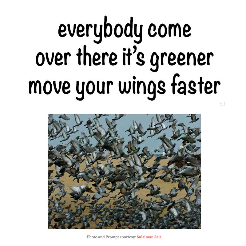 HAIKU by Birgitta Rudenius ©BirgittaRudenius