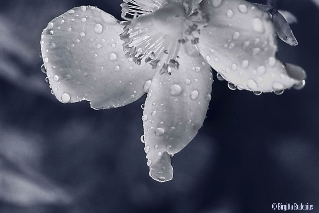 Blue Cleared Minds ©BirgittaRudenius