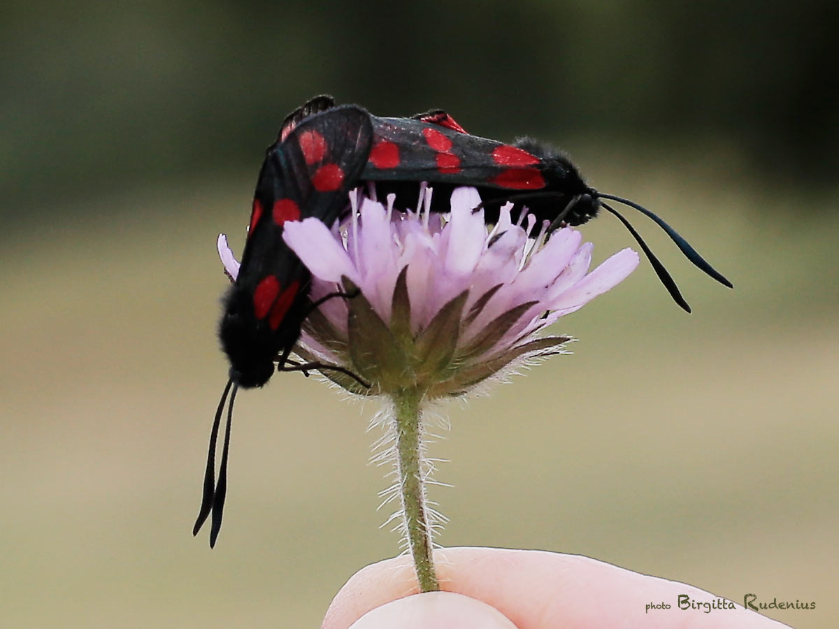 Macro - Allmän Bastardsvärmare ©BirgittaRudenius