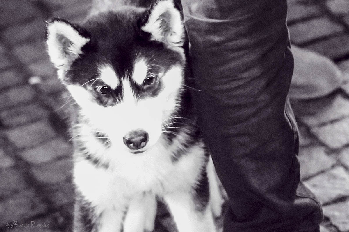 Street Puppy ©BirgittaRudenius