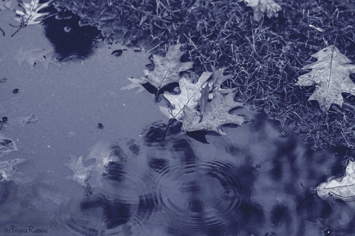 Water Pond of Oak Leaves ©BirgittaRudenius