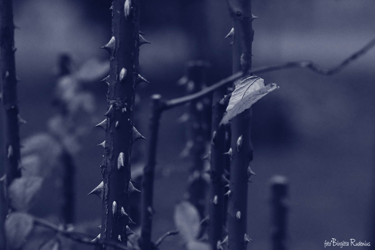 Blue - Thorns in my side ©BirgittaRudenius