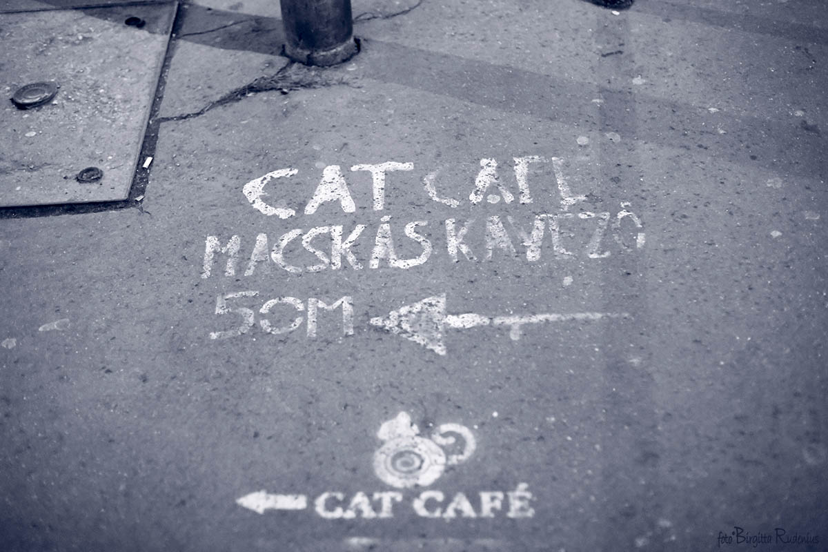 Blue Cat Café in Budapest ©BirgittaRudenius