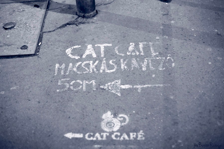 Blue Cat Café in Budapest