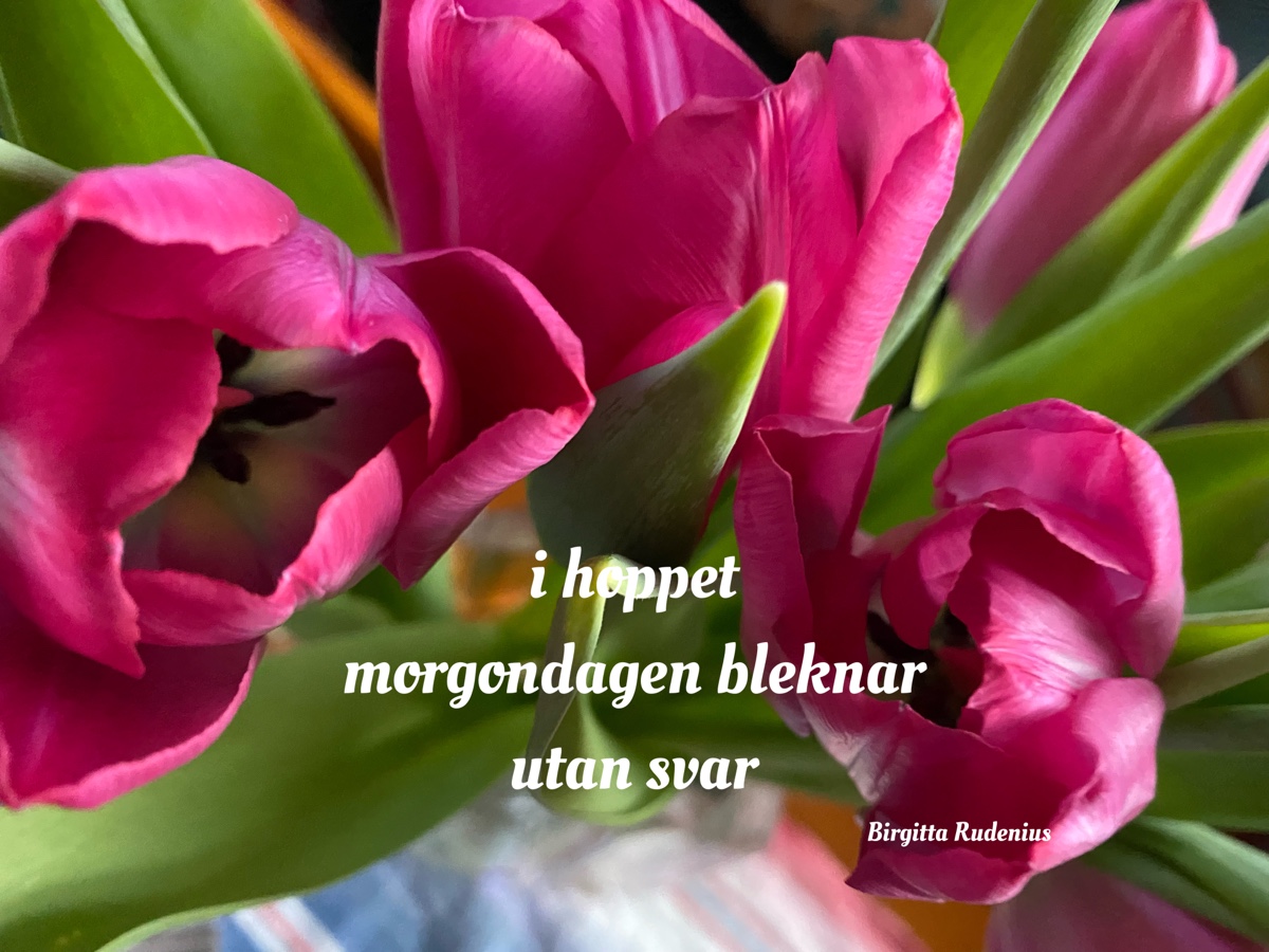 © Birgitta Rudenius