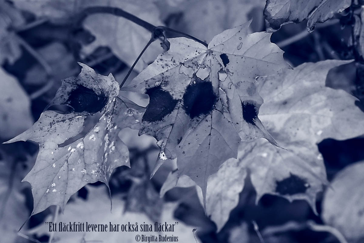 "Ett fläckfritt leverne har också sina fläckar" ©BirgittaRudenius