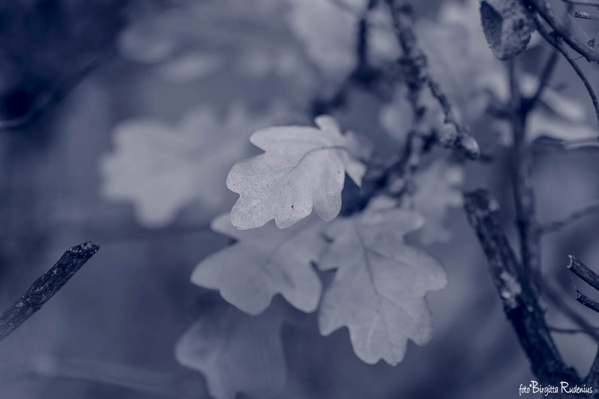 Blue - Oak Leaves ©BirgittaRudenius