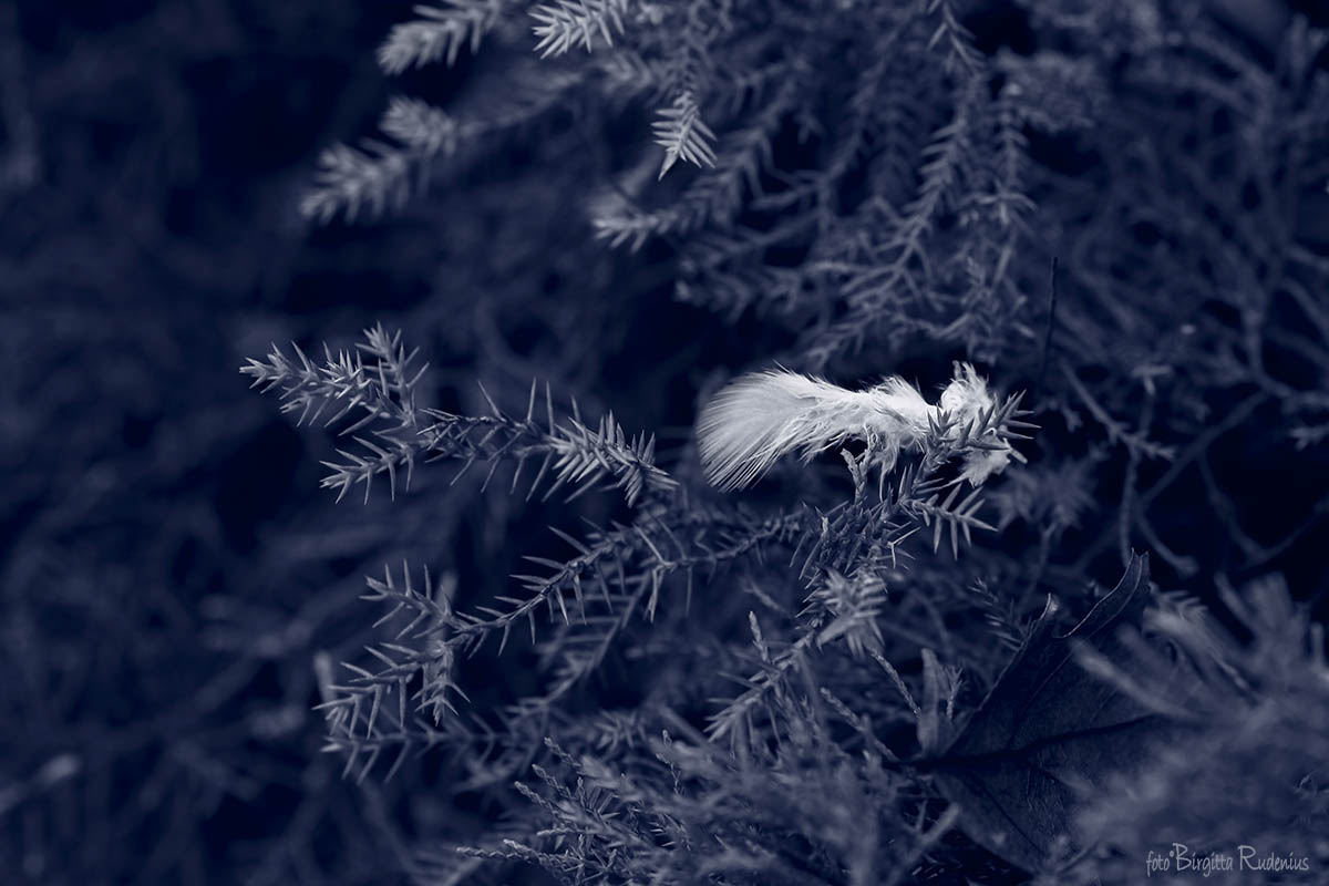 Blue Feather Trap ©BirgittaRudenius