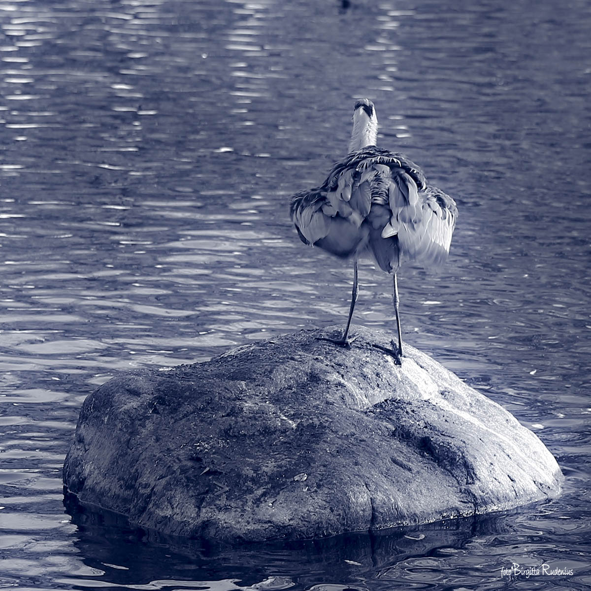 Heron preening its feathers ©BirgittaRudenius