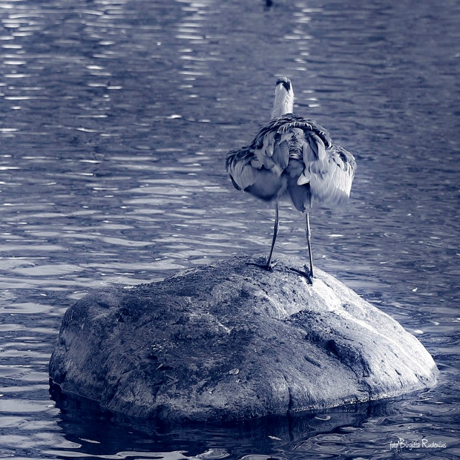 Heron preening its feathers