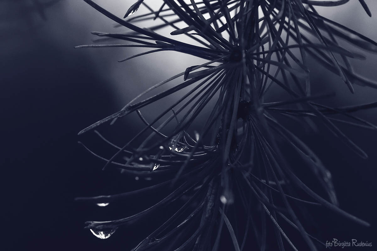 Blue Darkness ©BirgittaRudenius