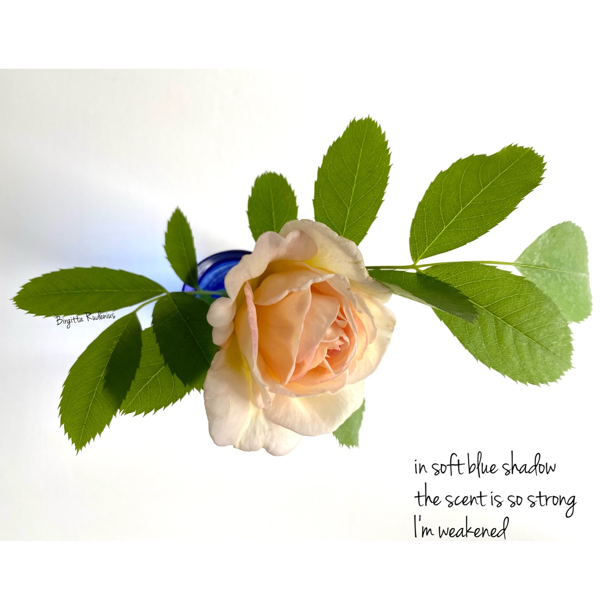 © Birgitta Rudenius