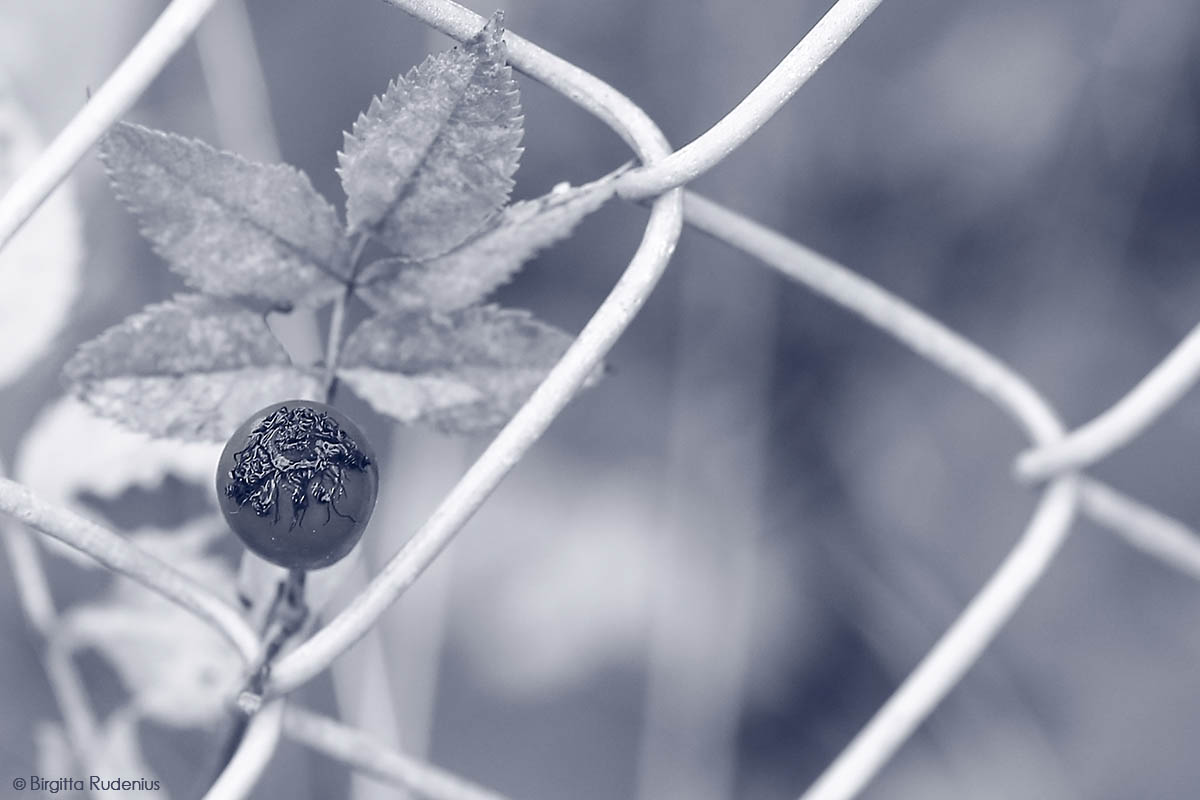 Blue Fence Force ©BirgittaRudenius