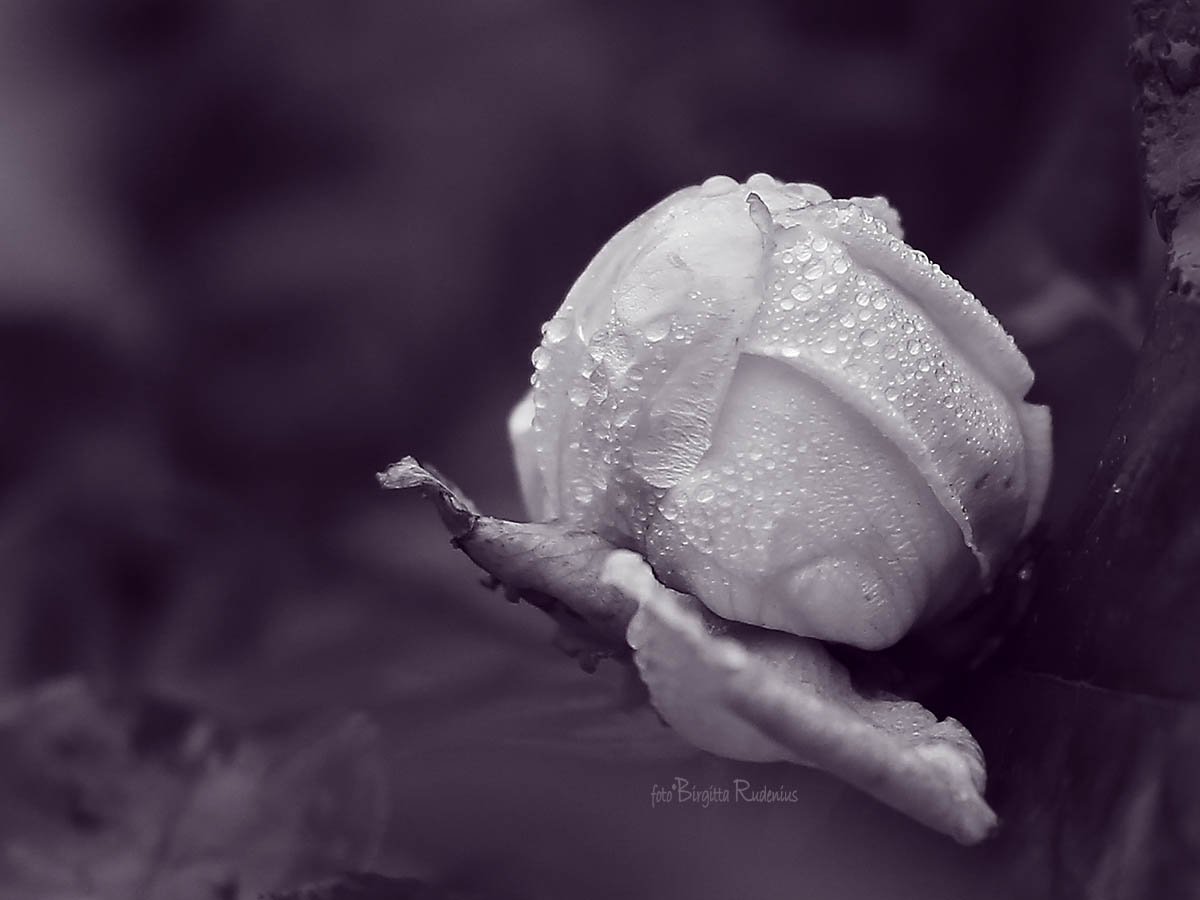 Purple Rose - Decorated with Raindrops ©BirgittaRudenius