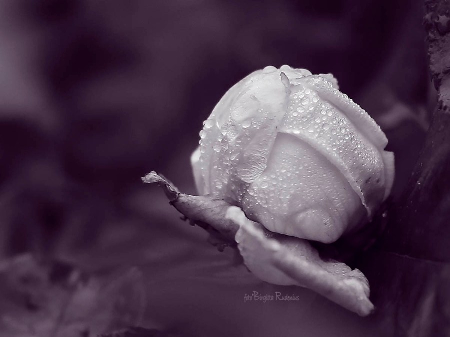 Purple Rose - Decorated with Raindrops