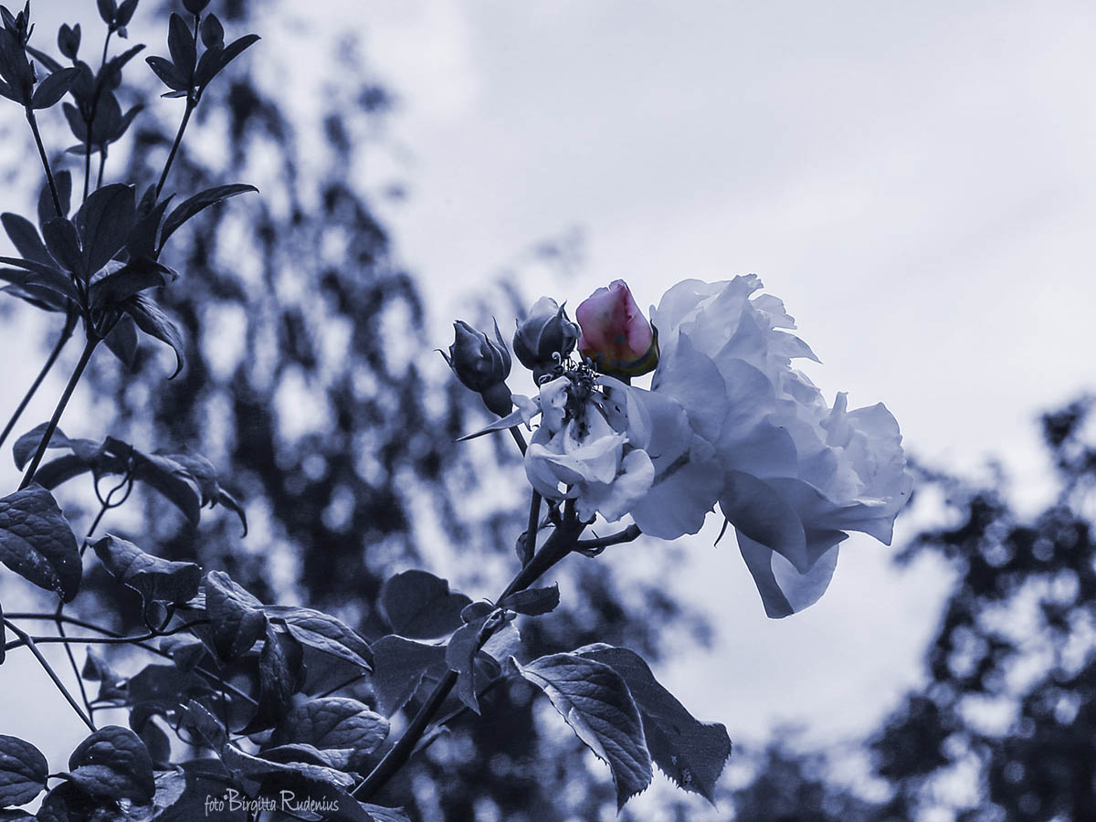 Blue Photomania Rose ©BirgittaRudenius