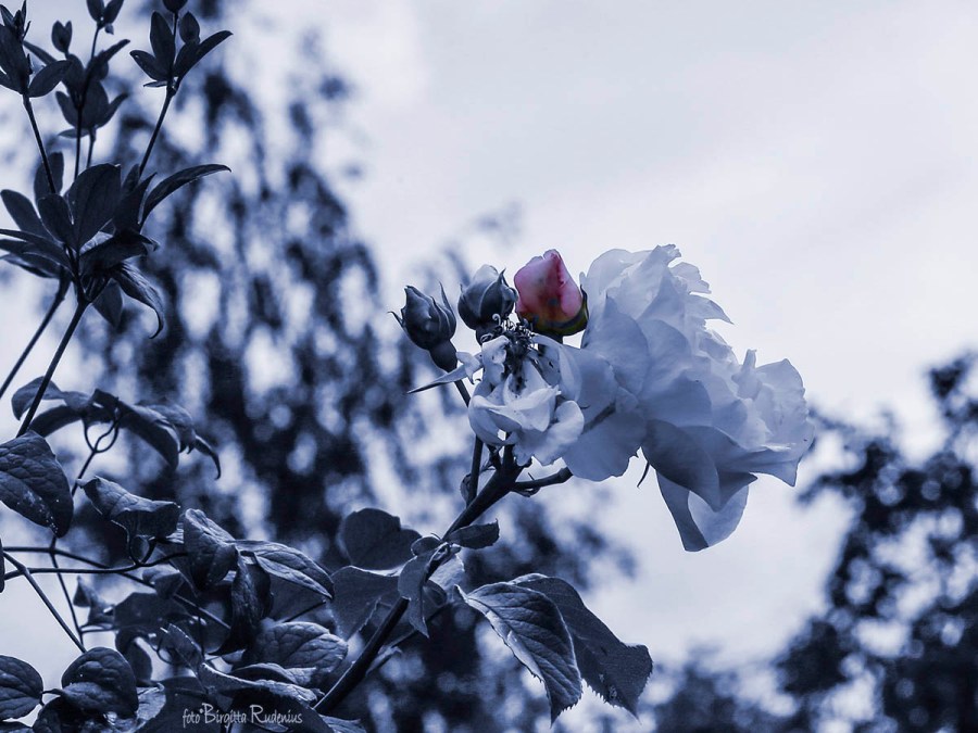 Blue Photomania Rose
