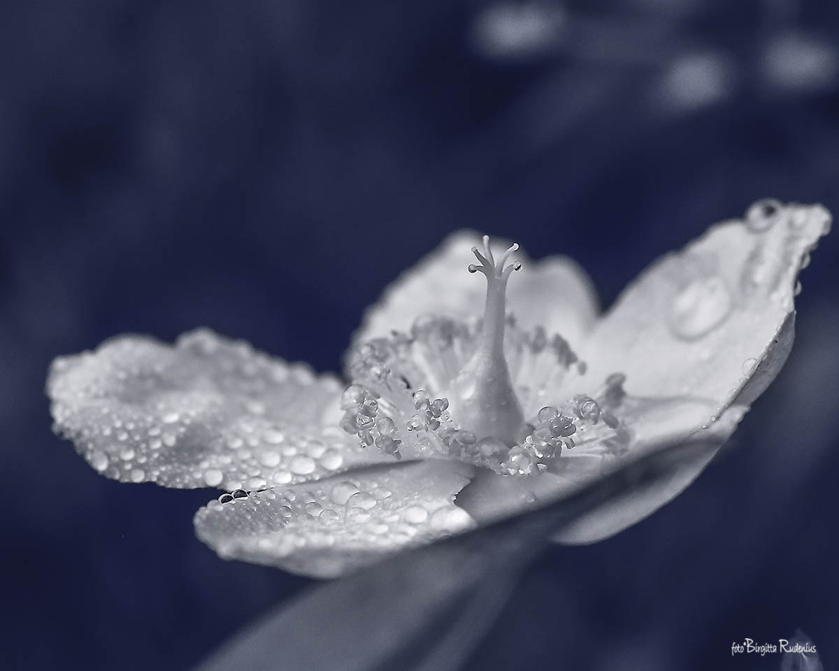 Blue Rosy Raindrops ©BirgittaRudenius