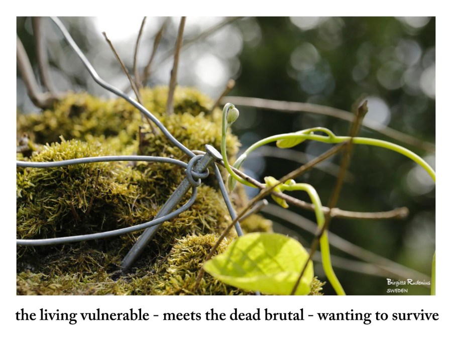 Pics & Poetry © Birgitta Rudenius