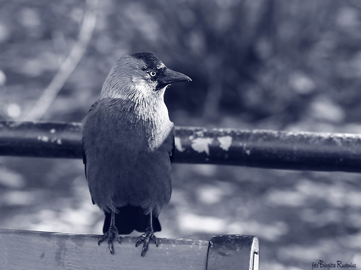 Blue Bird ©BirgittaRudenius