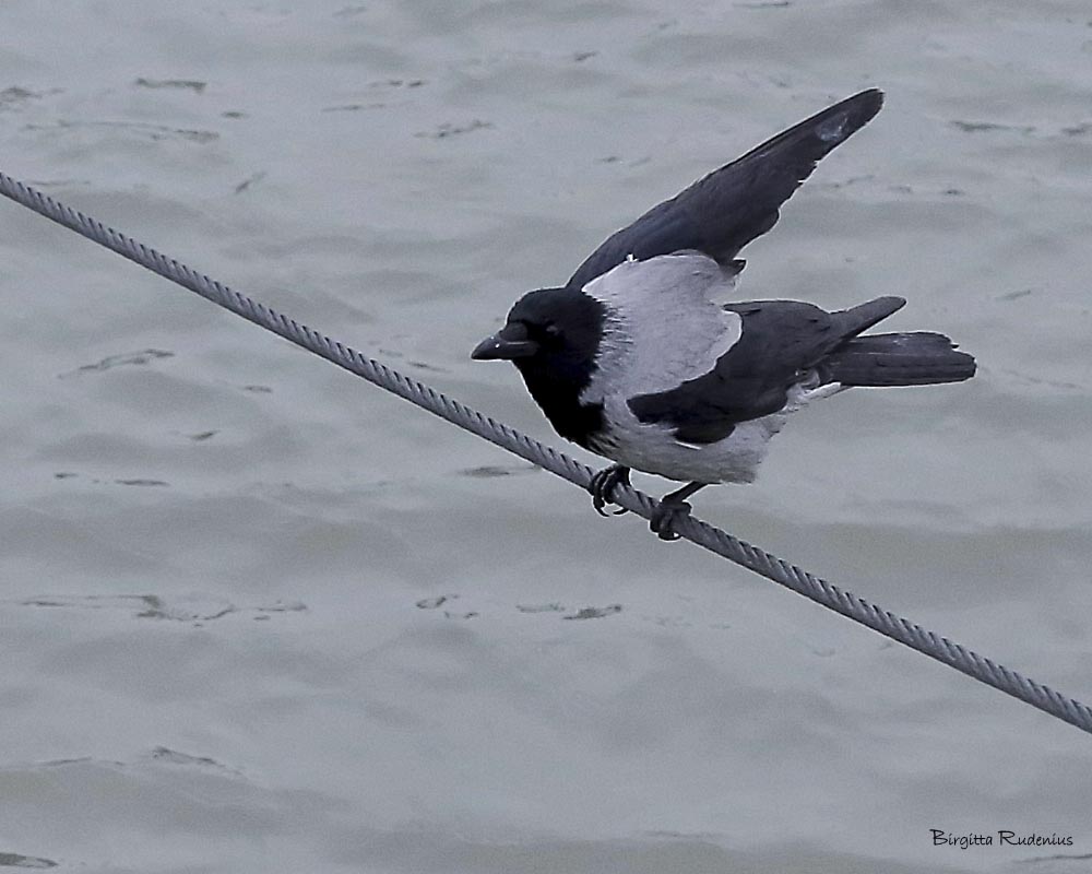 Crow ©BirgittaRudenius