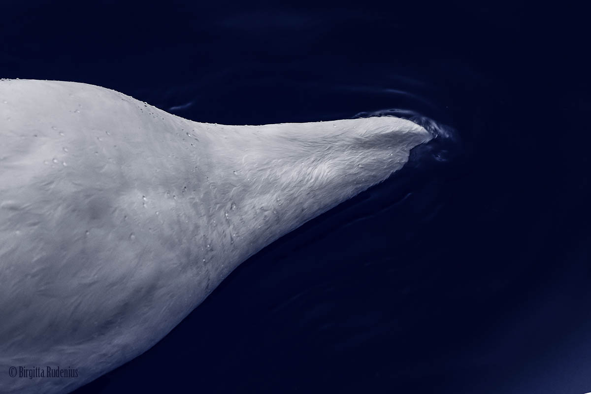 Blue Swan - Deep Head ©BirgittaRudenius