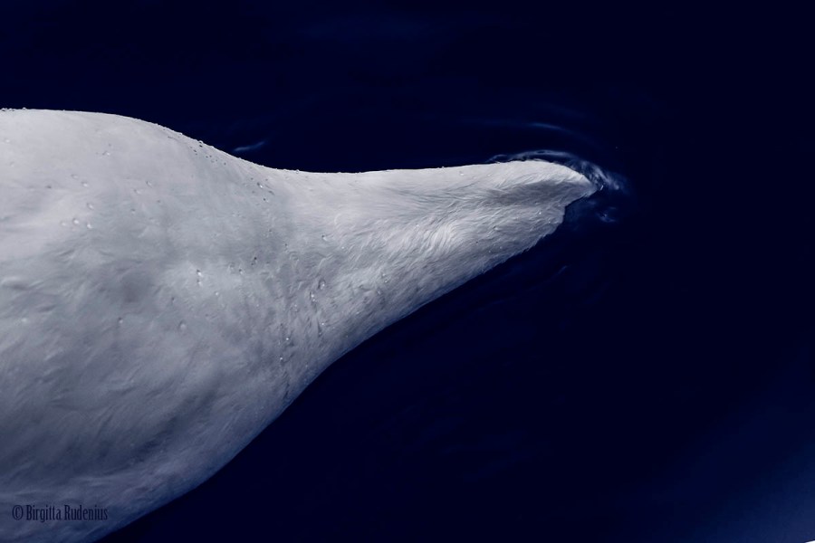 Blue Swan - Deep Head