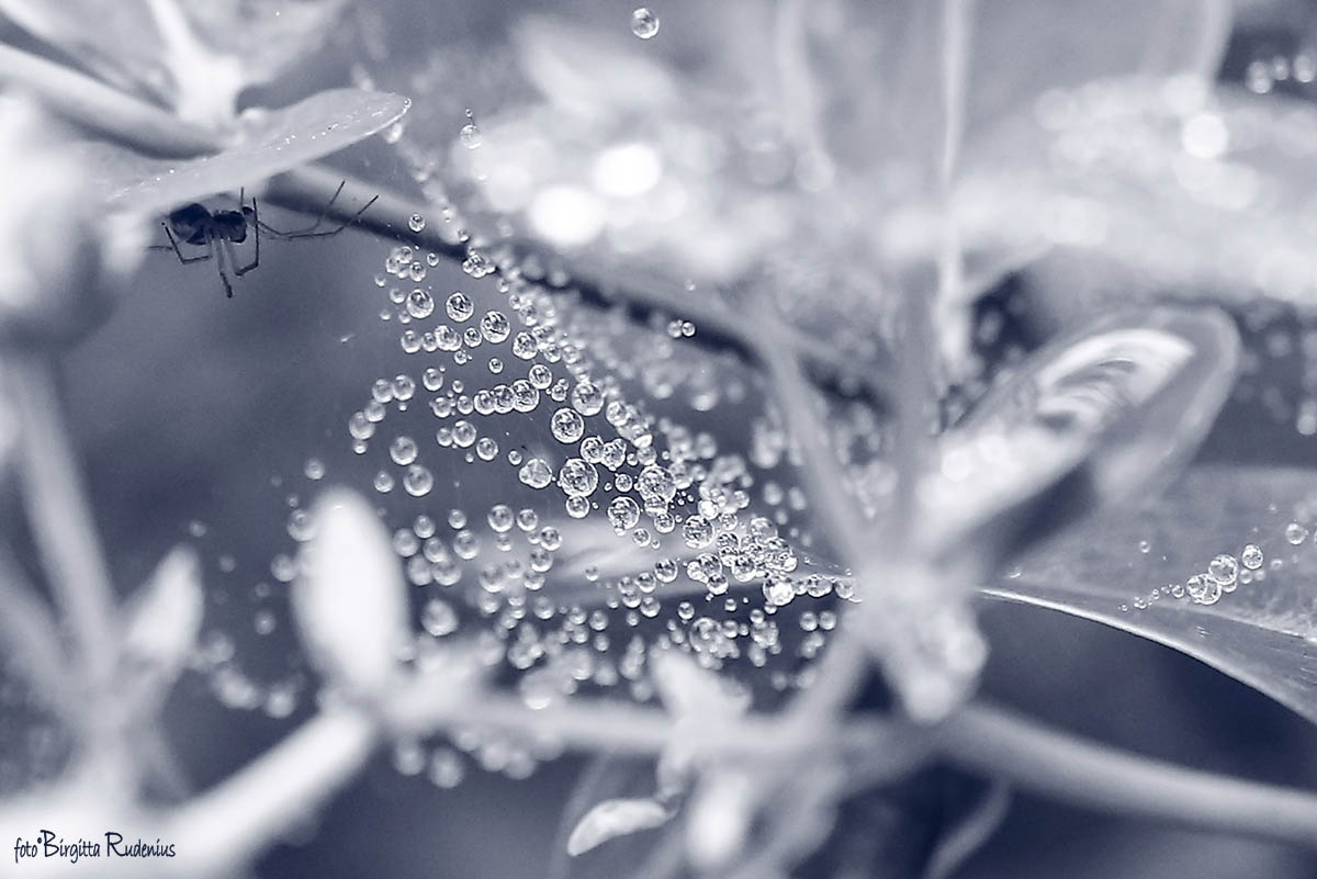 Blue Hidden Spider ©BirgittaRudenius