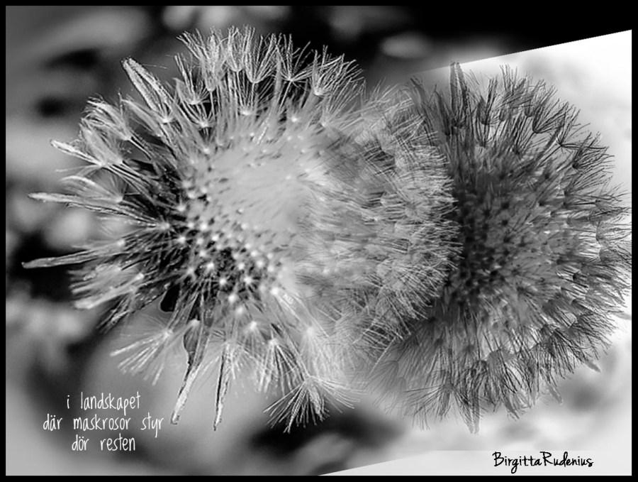 ©️BirgittaRudenius